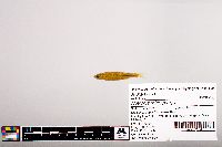 Notropis micropteryx image