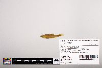 Notropis leuciodus image