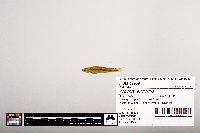Notropis leuciodus image