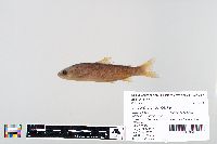 Oncorhynchus nerka image