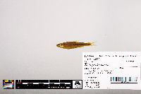 Notropis leuciodus image