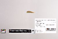 Cottus carolinae image