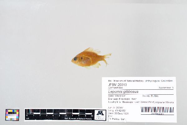 Lepomis gibbosus image