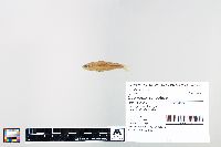 Cyprinella spiloptera image