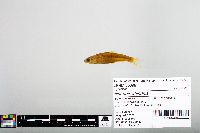 Notropis blennius image