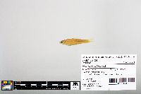 Notropis blennius image