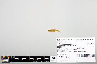 Notropis heterodon image