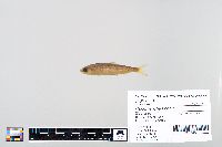 Oncorhynchus nerka image