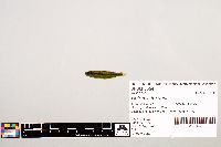 Notropis texanus image