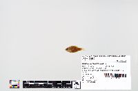 Lepomis macrochirus image