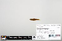 Notropis heterodon image