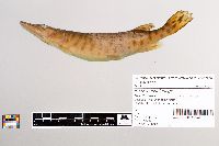Esox masquinongy image