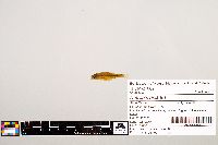 Notropis texanus image