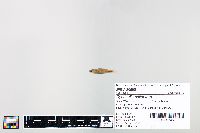 Cyprinella spiloptera image