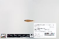 Cyprinella spiloptera image