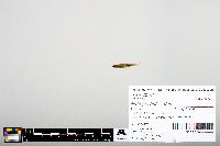 Notropis heterodon image