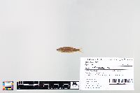 Cyprinella spiloptera image