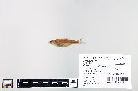 Cyprinella spiloptera image