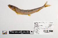 Osmerus mordax image