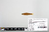 Notropis blennius image