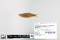 Cyprinella spiloptera image