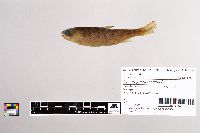 Oncorhynchus kisutch image