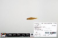 Notropis heterodon image