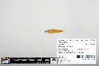 Notropis boops image