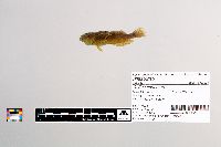 Cottus cognatus image