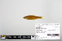 Notropis blennius image