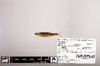 Notropis percobromus image