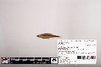 Notropis percobromus image