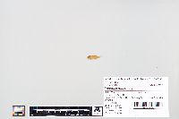 Lepomis macrochirus image