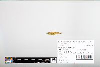 Notropis heterodon image