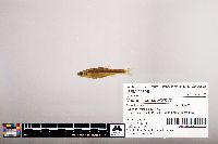 Notropis percobromus image