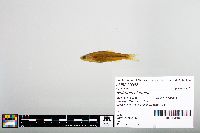 Notropis blennius image
