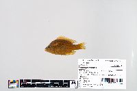 Lepomis humilis image