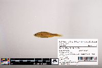Notropis percobromus image