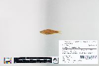 Cyprinella spiloptera image