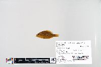 Lepomis humilis image