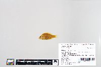 Thumbnail image of current specimen