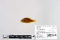 Lepomis humilis image