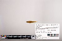 Notropis percobromus image