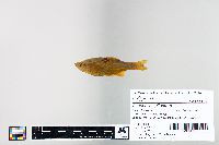 Cyprinella spiloptera image