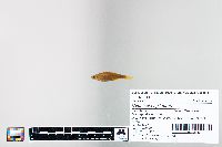 Cyprinella spiloptera image