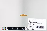 Cyprinella spiloptera image