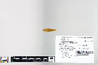 Cyprinella spiloptera image