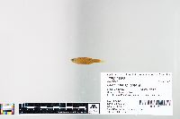 Cyprinella spiloptera image