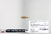 Cyprinella spiloptera image