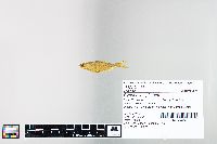 Cyprinella spiloptera image